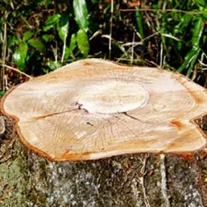 鹿児島市 庭木伐採 - After