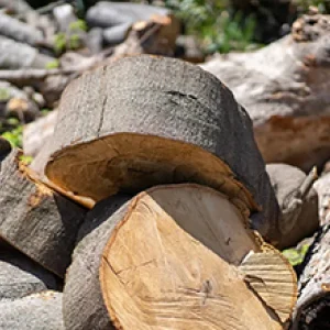 日置市　大木伐採　（工場敷地内　伐採） - After