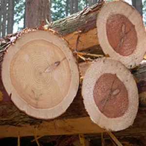 鹿児島市 大木伐採（神社　クスノキ伐採） - After