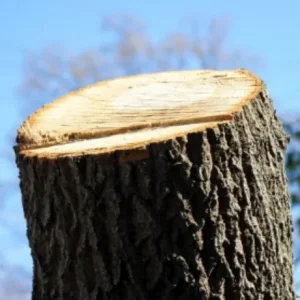 日置市 大木伐採 - After