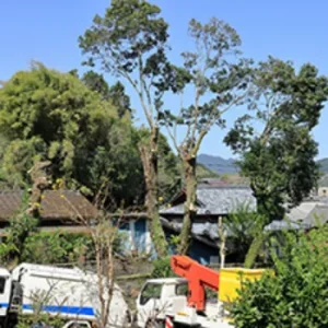 鹿児島市 庭木伐採 - Before
