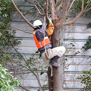 日置市　大木伐採　（工場敷地内　伐採） - Before
