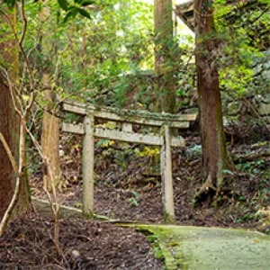 鹿児島市 大木伐採（神社　クスノキ伐採） - Before