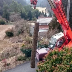 日置市 大木伐採 - Before