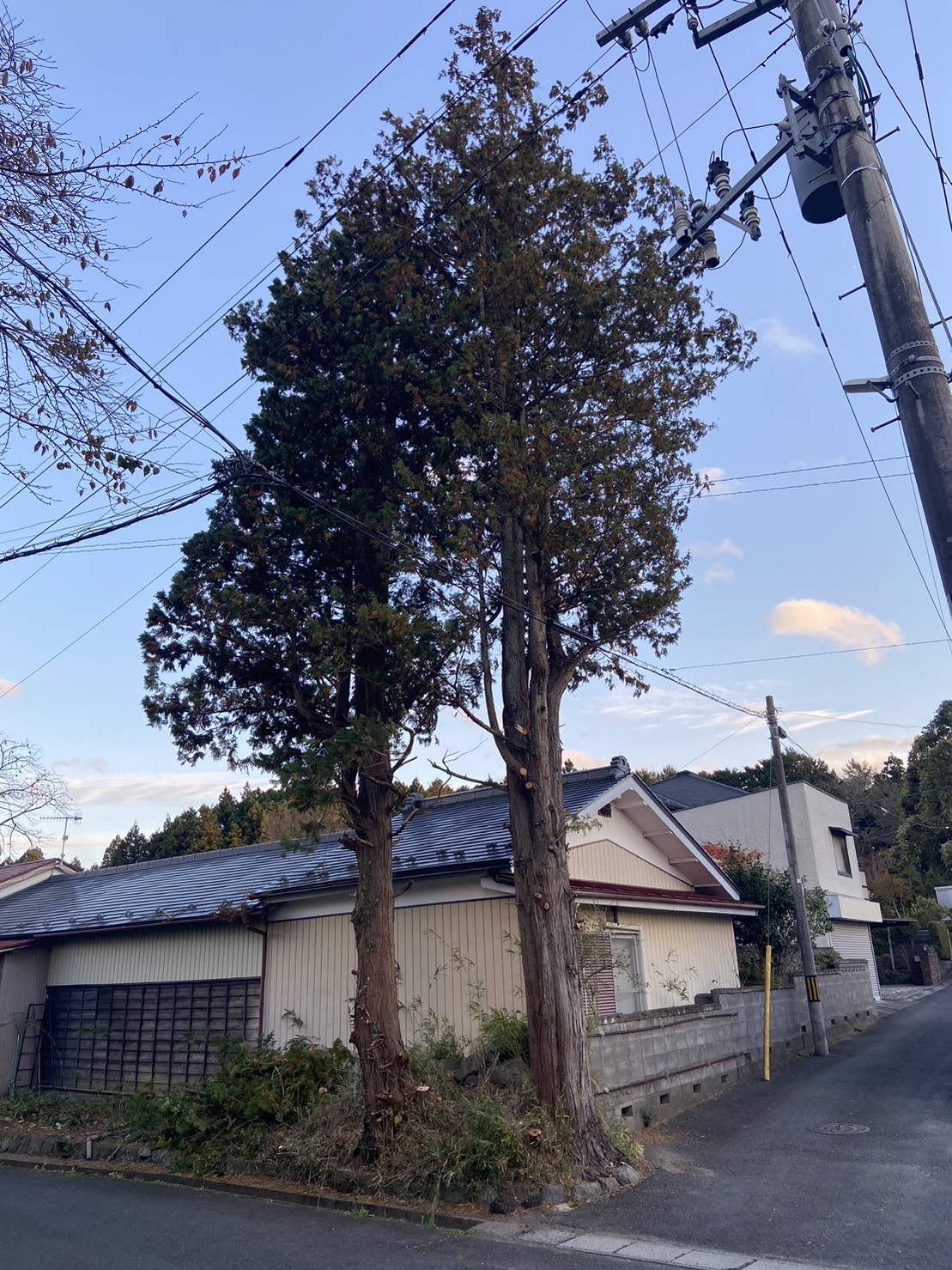 鹿児島市　伐採 - Before