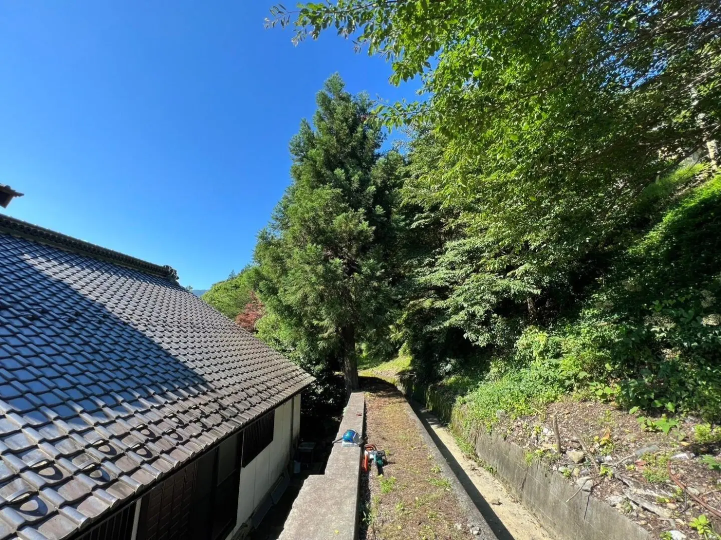 日置市 庭木 伐採 - Before