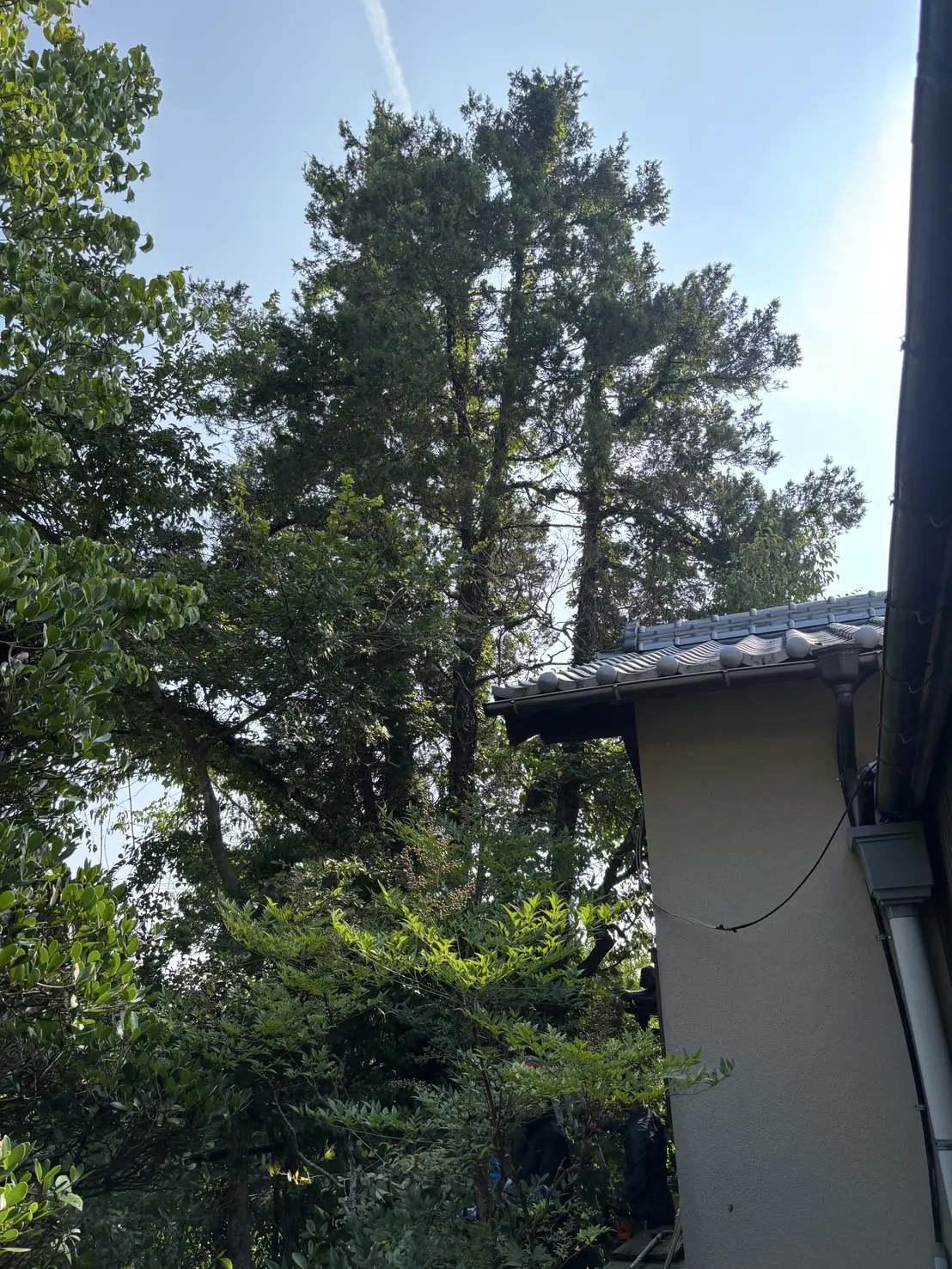 日置市　大木伐採（庭木 特殊伐採） - Before