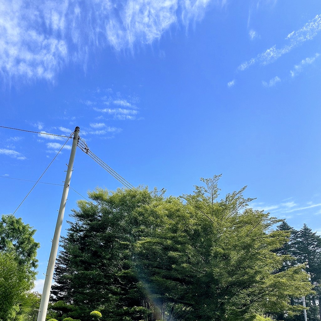 【鹿児島県　霧島市】高木　伐採　作業 - After