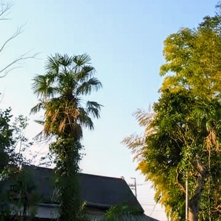 【施工事例】鹿児島市　庭の大木を安全に伐採 - After