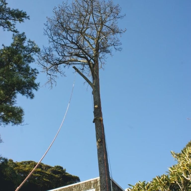 【施工事例】鹿児島市｜マンション敷地内の危険木を安全に伐採 - Before