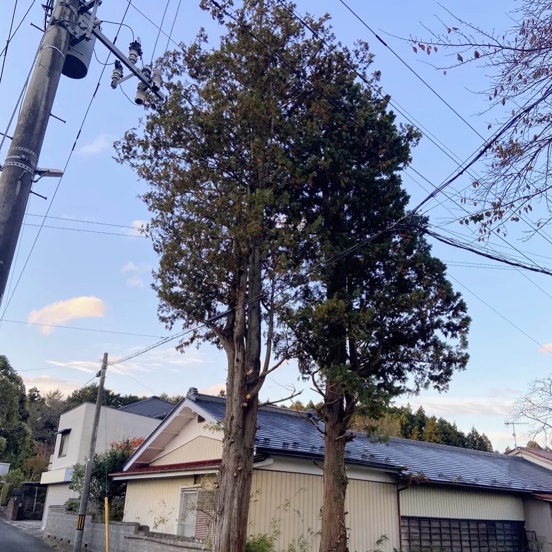 【施工事例】電線に絡んだ立木2本を安全に伐採 - Before