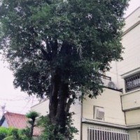 【施工事例】鹿児島市｜電線に接触する危険木を安全に伐採 - Before