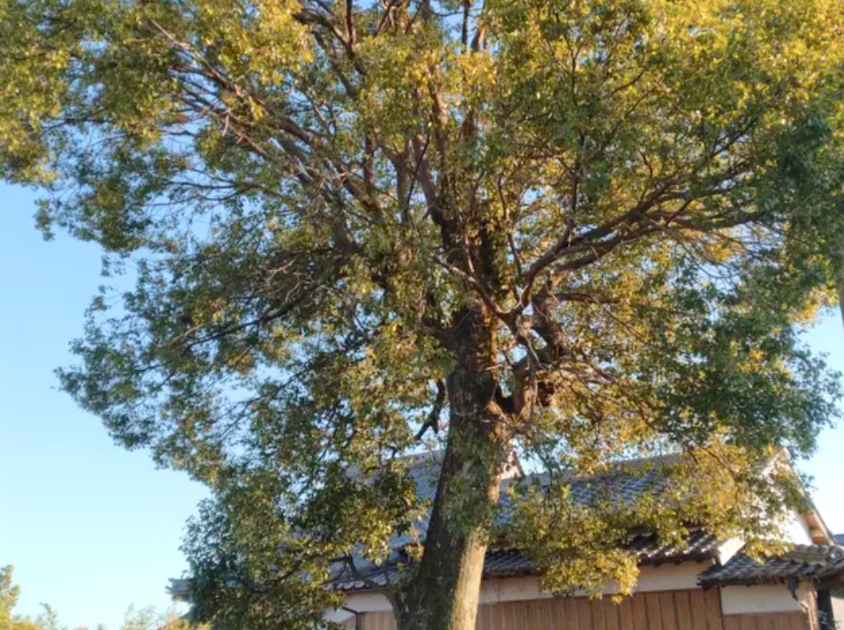 鹿児島市　大木伐採　伐木　【庭木　特殊伐採】 - Before