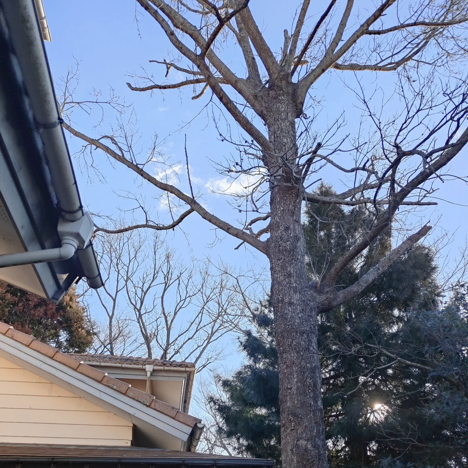 【鹿児島県　日置市】大木　伐採　作業 - Before