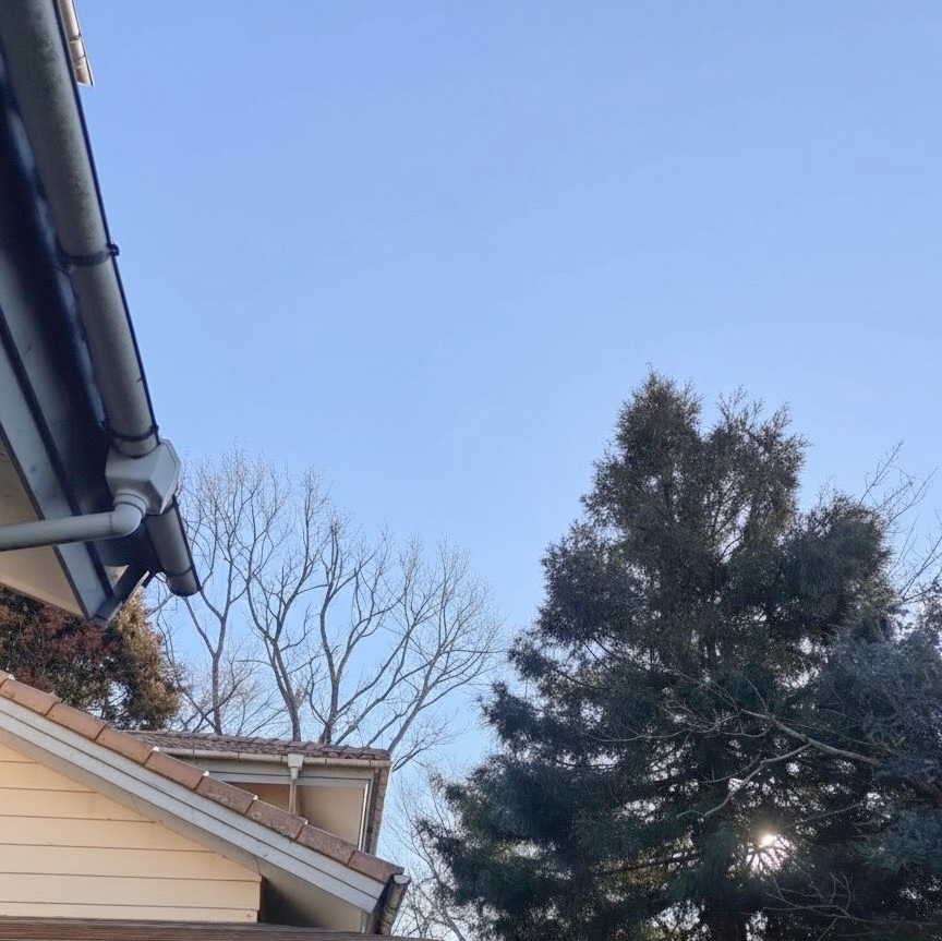 【鹿児島県　日置市】大木　伐採　作業 - After