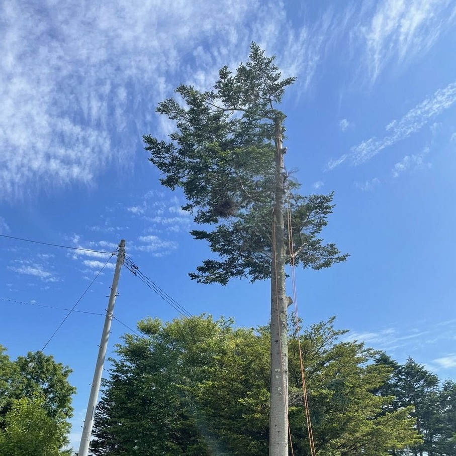 【鹿児島県　霧島市】高木　伐採　作業 - Before