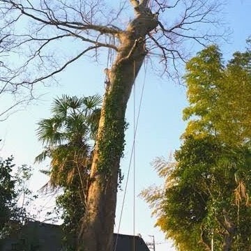 【施工事例】鹿児島市　庭の大木を安全に伐採 - Before